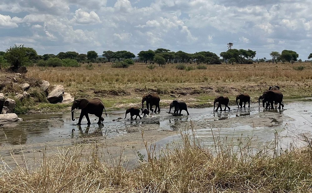 2 Days Special Offer from Zanzibar - Tarangire and Crater - Tanzania safari gallery image